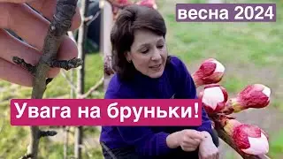 В голові каша- чим обробити сад?!