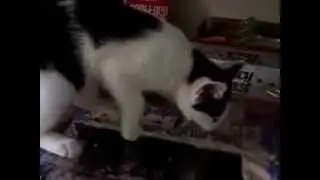 Kitty Wants Some Cake