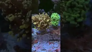 Эуфиллии #euphyllia cristata