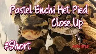 Pastel Enchi Het Pied Close Up #shorts
