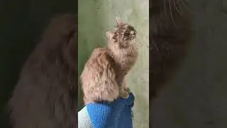 Милая кошка увидела НЕЧТО на стене 😳