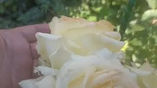588.# Роза Анна Молинари🌹Видео ответ на вопросы зрительницы.