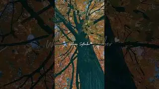 Fall🍁♥️ #ilovefall #fallseason #lettinggo