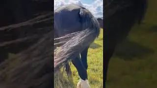 Все пасутся #лошади
