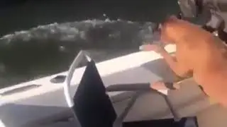 Funny dog video fail!! Lol meme vine
