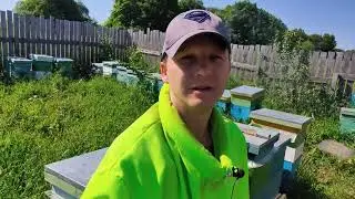 3 июля безрасплодный отводок