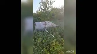 Корова живая - Лайфхак от тети Сони
