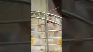 Одинокий мужчина в самом соку | прикол