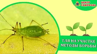 ТЛЯ НА ОГОРОДЕ! КАК БОРОТЬСЯ? ЛУЧШИЕ ПРЕПАРАТЫ ПРОТИВ ТЛИ 