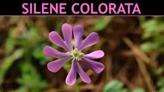 VErba Volant - Silene colorata