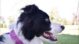 Good DOg M0M0
