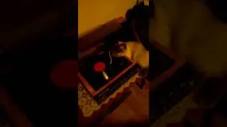 Вега 108 стерео,и кот)