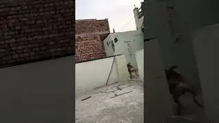 Cat vs dog🤨