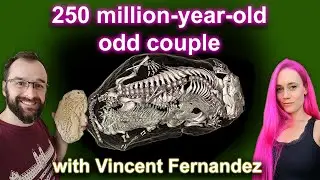 Triassic burrow buddies - Unexpected couple revealed by synchrotron light.