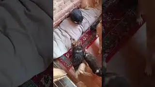 Наши маленькие весёлые пушистики    