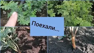 19 июля 2023. 👍Начинаю окулировку🤞🌹!