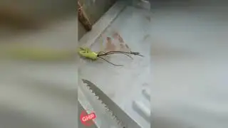 Alien like creature comes out of praying mantis.