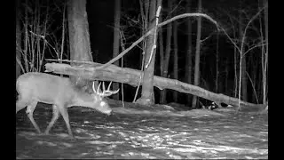 Collecting Deer Inventory Year-Round..... Buckman