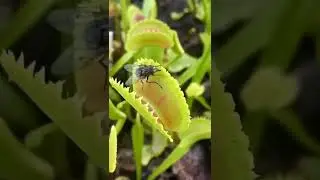 Венерина Мухоловка поймала муху
