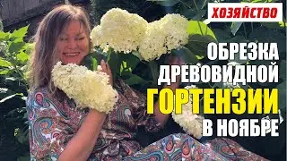 Обрезка древовидной гортензии в ноябре