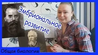 Эмбриональное развитие.