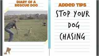 STOP your dog stealing other dog's balls - Added tips - Diary of a Rescue dog