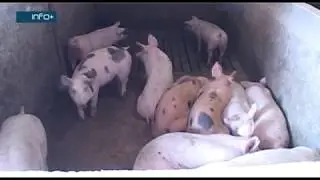 Stočarstvo u hladnim danima
