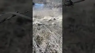 Весенние"радости" Будьте внимательны !