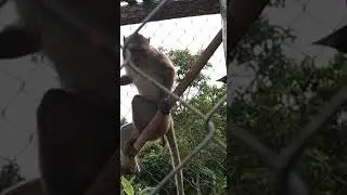 Ternyata Ini Hama nya