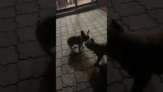 Битва Француза и Булли (Бондиана vs Бучи)