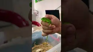 Yashil Iguana 🦎- Зелёный инуана 🦎