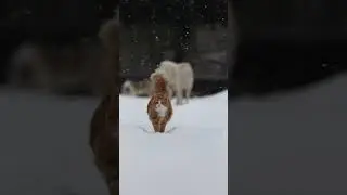 Кот и его АЛАБАИ 