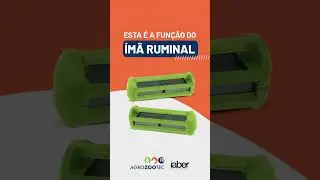 IMÃ RUMINAL