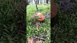 Грибы пошли!