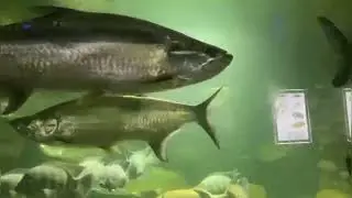 ПЕНЗЕНСКИЙ ОКЕАНАРИУМ