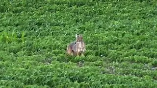 Coyote Hunting - Howling in a summertime coyote!