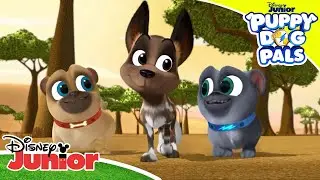 🎵 Lyt til de bedste sange fra Hvalpevenner | Disney Junior Danmark