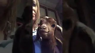НУ ТЫ И КОЗА! Лучшие, смешные и забавные приколы с животными!