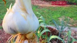 Elephant Garlic Harvesting ~ Companion Garden Testing