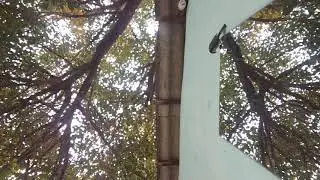 Большое скандал воробьев
