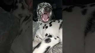 МОЯ СОБАКА ГЛЮЧИТ▷ДАЛМАТИН КИКС