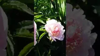 Пион 