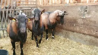 Goat with a bare nose // Goat on her knees // Thermal cautery // Castration rubber bands