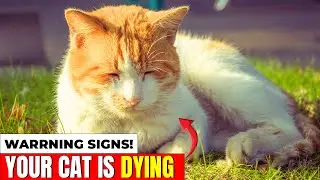 20 Signs Your Cat Is Dying 😢 | Warning Signs Every Cat Owner Must Know!