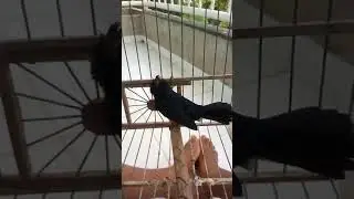 Pirra cantadora la chuqui