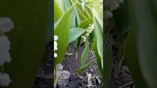 Башкирия весной