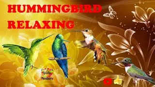 HUMMINGBIRD RELAXING
