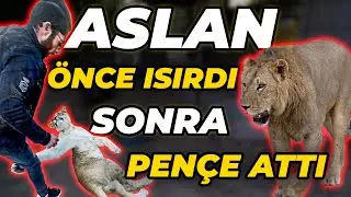 I WENT TO THE LION PARK WHERE THERE ARE 28 LIONS!