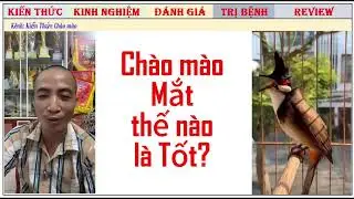 NHỮNG GIẢI ĐÁP GIÚP CHIM CHÀO MÀO ỔN ĐỊNH BỘ LÔNG/CHĂM THEO NHẤT TIẾN LẬP