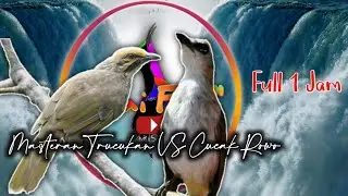 Masteran ropel Trucukan VS Cucak Rowo, ropel panjang, gacor, full isian cucak rowo